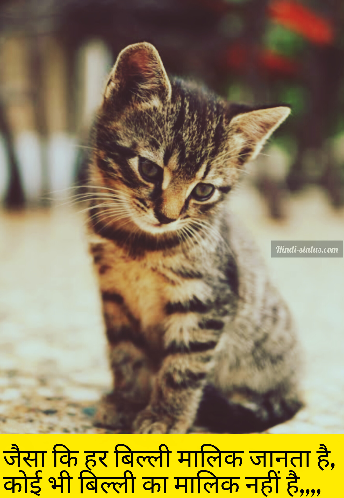 Cat Status in Hindi | Lovers Shayari, Cute Catty Hindi Quotes, Status, बिल्ली पर शायरी बिल्ली शायरी स्टेटस Cat Shayari Status Quotes in Hindi,